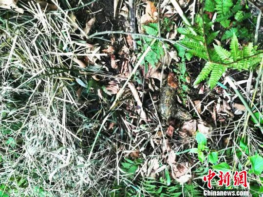 發(fā)現(xiàn)的大熊貓糞便。　鐘欣 攝