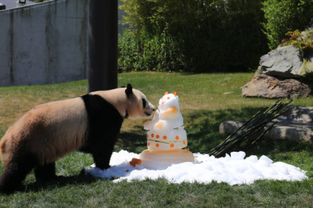 6月4日，在日本和歌山縣白浜野生動物園，大熊貓“優(yōu)浜”享用動物園準(zhǔn)備的禮物——一個由竹子、胡蘿卜、蘋果、蜂蜜制成的冰塊蛋糕。(新華社記者方藝曉攝)