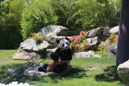 6月4日，在日本和歌山縣白浜野生動物園，大熊貓“優(yōu)浜”在送別儀式上啃竹子。(新華社記者方藝曉攝)