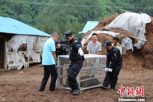 圖為民警解救黑熊?！＄娦?攝