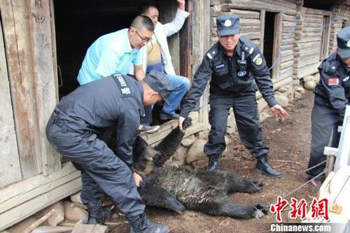 圖為云南省野生動(dòng)物收容拯救中心人員將黑熊麻醉后裝籠?！＄娦?攝