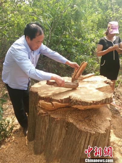 古柏樹只剩下約一米高的樹樁。民眾供圖