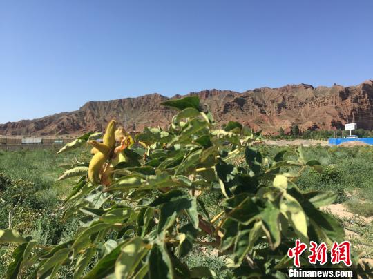 戈壁灘地上植綠，首先得改善土壤，一畝地至少需用700方新土，先把石頭挖出來，再填進新土。圖為李生學在戈壁灘上挖石換土后種植的牡丹?！∫蟠河?攝