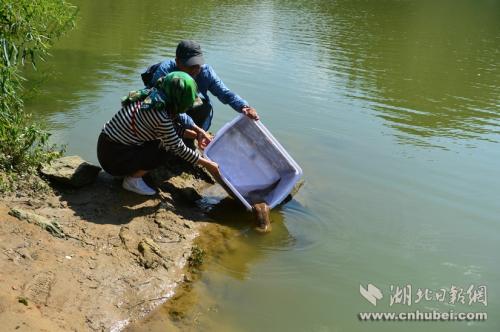 王崗和田巍夫婦正在放生娃娃魚。通訊員 李維君 攝。