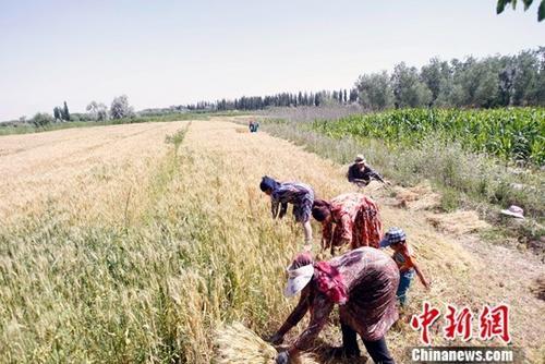 資料圖：6月9日，在新疆喀什地區(qū)巴楚縣，當?shù)剞r(nóng)民正在搶收夏糧。中新社記者 王小軍 攝