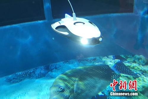 水中機(jī)器人。<a target='_blank' href='http://www.chinanews.com/' >中新網(wǎng)</a> 吳濤 攝