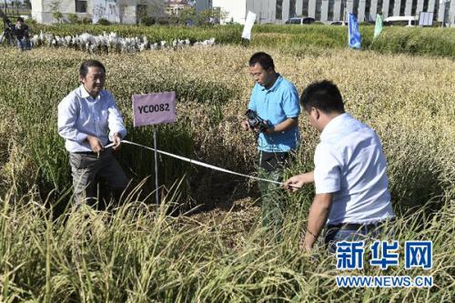 “海水稻”長(zhǎng)在海里嗎？它的這些事你不一定知道