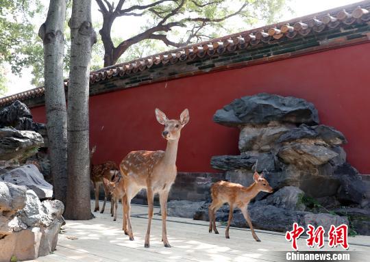 慈寧宮圈養(yǎng)來(lái)自避暑山莊的活鹿 杜洋 攝