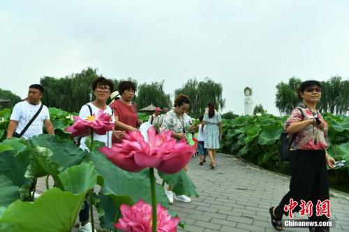 8月2日，位于雄安新區(qū)的“華北明珠”白洋淀游人如織。據(jù)了解，目前正值白洋淀最美季節(jié)，淀內(nèi)葦綠荷紅，360余種中外荷花吸引著各地的游客。圖為游客在白洋淀荷花大觀園賞荷。<a target='_blank' href='http://www.chinanews.com/'>中新社</a>記者 翟羽佳 攝