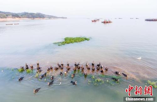 鄱陽湖5日起現(xiàn)今年首次長江水倒灌 利于漁業(yè)恢復(fù)