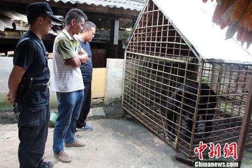 圖為王某非法飼養(yǎng)的黑熊。寧洱縣森林公安局