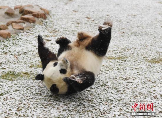 11月2日，長春市迎來深秋首場降雪，吉林省東北虎園內(nèi)的大熊貓夢夢興奮地在雪中撒歡。<a target='_blank' href='http://www.chinanews.com/'>中新社</a>記者 張瑤 攝