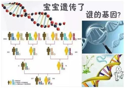 孩子的智商和相貌 更容易遺傳誰？