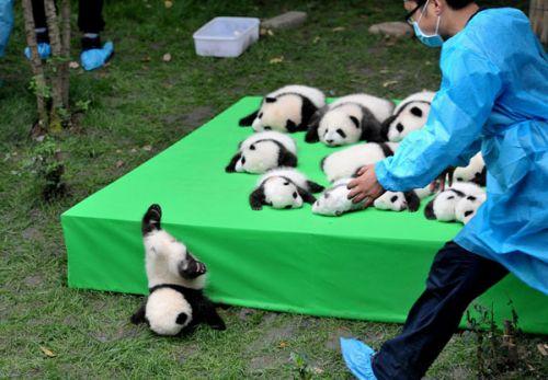 日本上野動物園熊貓寶寶將亮相：抽簽觀看 限5分鐘