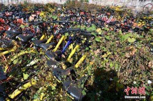 資料圖：數百輛共享單車被荒草“掩埋”。<a target='_blank' href='http://www.chinanews.com/'>中新社</a>記者 任東 攝