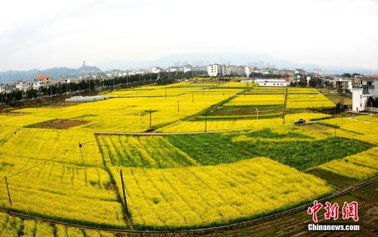 資料圖：江西省遂川縣枚江鎮(zhèn)盛開(kāi)的油菜花撒滿大地。 李建平 攝