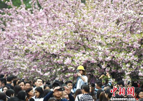 4月1日，中國(guó)科學(xué)技術(shù)大學(xué)校園內(nèi)的櫻花全面盛開，萬(wàn)人涌入“櫻花大道”?！№n蘇原 攝