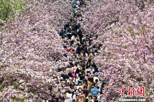 4月1日，中國(guó)科學(xué)技術(shù)大學(xué)校園內(nèi)的櫻花全面盛開，萬(wàn)人涌入“櫻花大道”?！№n蘇原 攝