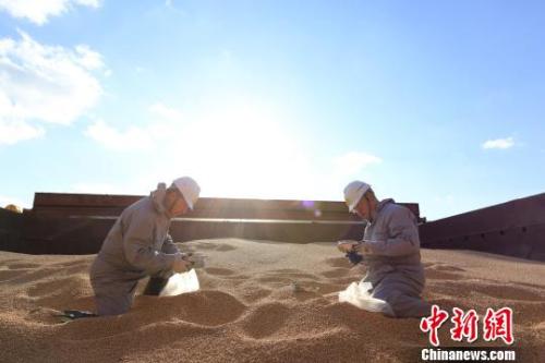 資料圖：遼寧大窯灣檢驗檢疫局工作人員對進口大豆進行查驗?！￠Z善友 攝