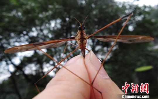 蚊子活體。　趙力 攝