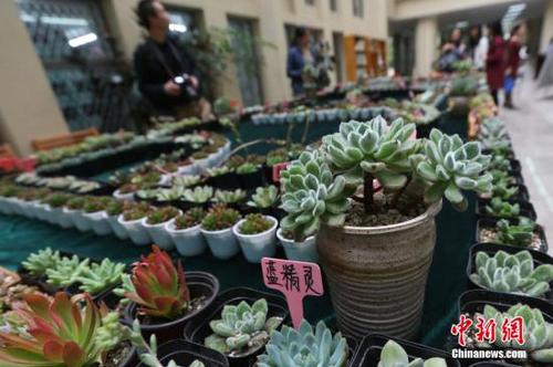 資料圖：多肉植物。<a target='_blank' href='http://www.chinanews.com/'>中新社</a>記者 泱波 攝