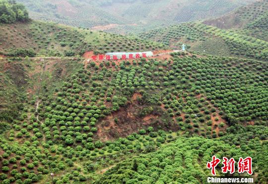 圖為百色市右江區(qū)永樂鎮(zhèn)芒果種植示范區(qū)一角?！钪拘?攝