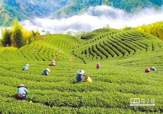 臺灣賣往大陸的茶葉被退回 茶農(nóng)下跪求吳敦義幫忙