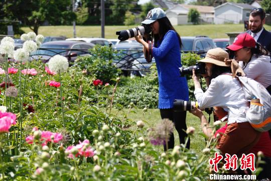 當(dāng)?shù)貢r(shí)間6月8日，加拿大安大略省奧沙瓦市(Oshwa)一年一度的知名活動(dòng)牡丹節(jié)再次來(lái)臨之際，當(dāng)?shù)厝A人攝影愛(ài)好者“組團(tuán)”拍攝鮮花。　余瑞冬 攝