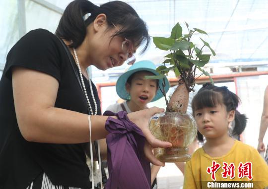 一游客母親捧著無土栽培地瓜盆景向孩子進行農業(yè)科普教育。　黃水林 攝