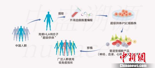 俞君英團隊通過技術(shù)攻關(guān)配型iPSC細胞系原理圖?！≈惺⑺菰垂﹫D 攝