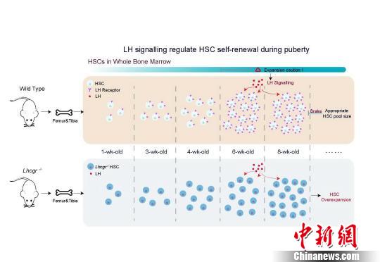 上海科學(xué)家揭示造血干細(xì)胞調(diào)控激素或可干預(yù)白血病