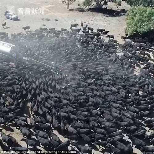 渴瘋了!澳大利亞罕見干旱 上千頭牛圍攻運水車