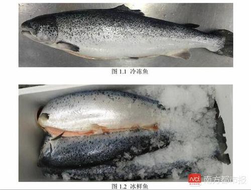 冷凍、冰鮮三文魚（來源：《生食三文魚》編制說明）.jpg