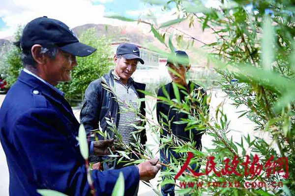旺扎最關(guān)心的是他給村里栽植的那些樹，他要和這些樹一起守護(hù)國門(1)