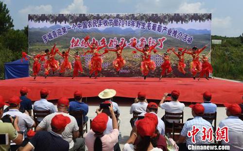 8月23日，羅城縣舉行喜迎第一個中國農(nóng)民豐收節(jié)暨2018年羅城野生毛葡萄產(chǎn)業(yè)推介活動。　韋如代　攝