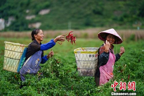 9月26日，貴州鎮(zhèn)寧扁擔山鎮(zhèn)蔬菜基地，菜農(nóng)在田間采摘辣椒。近日，正值貴州省鎮(zhèn)寧縣扁擔山鎮(zhèn)蔬菜基地各類蔬菜采摘上市時期，菜農(nóng)田間地頭采摘忙。<a target='_blank' href='http://www.chinanews.com/'>中新社</a>記者 賀俊怡 攝
