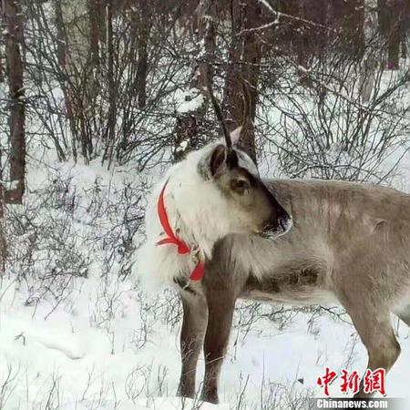 圖為雪中馴鹿?！埇| 攝