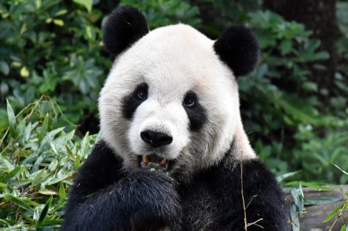 團團：你在看我嗎？臺灣《聯(lián)合報》/臺北市立動物園供圖