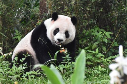 圓仔就是愛熱鬧！臺灣《聯(lián)合報》/臺北市立動物園供圖