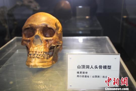 晚更新世的山頂洞人頭骨模型?！⌒烨擅?攝