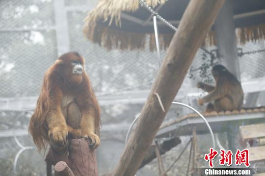 圖為重慶動物園的川金絲猴誠誠和玉玉?！№n璐 攝