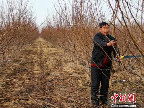 隨著子女長大、父母衰老，家中經(jīng)濟壓力逐年增大，劉奉智父親在務工、種莊稼之余，又種了一些桃樹，贍養(yǎng)父母、供養(yǎng)子女讀書。　郝學娟 攝