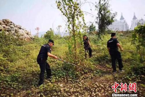 圖為森警在岸邊搜捕放生蛇。西雙版納州自然資源公安局提供