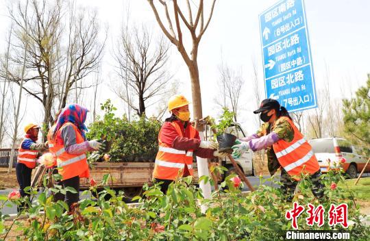 北京世園會(huì)將于4月底在延慶揭幕。圖為由延慶園藝產(chǎn)業(yè)園供應(yīng)的月季花苗被栽植到園區(qū)南路綠化帶兩側(cè)。延慶區(qū)供圖