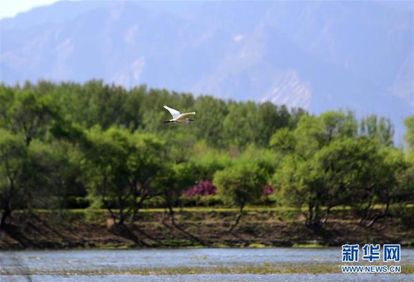 2019年4月30日，水鳥在媯水河畔的自然生態(tài)展示區(qū)飛翔。 新華社記者 張晨霖 攝