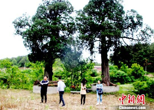 石板橋東面，生長(zhǎng)著兩棵樹齡400年以上古柏樹 宋俊初 攝