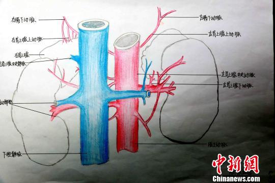 圖為腎上腺血管手繪圖?！√崎?攝