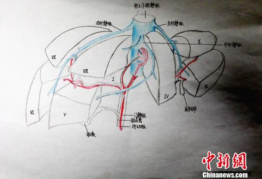 圖為肝的分葉和分段手繪圖。　唐楠 攝