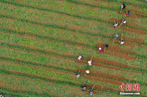 資料圖為：3月25日，農民在貴州省普定縣化處鎮(zhèn)化新村韭黃種植基地勞作。<a target='_blank' href='http://www.chinanews.com/'>中新社</a>記者 賀俊怡 攝