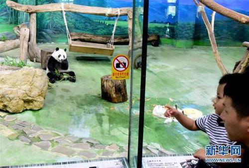 游客在臺(tái)北動(dòng)物園參觀大熊貓“圓仔”。新華社記者朱祥攝